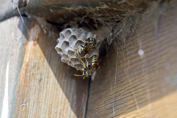 Comment se débarrasser des guêpes dans votre jardin ?