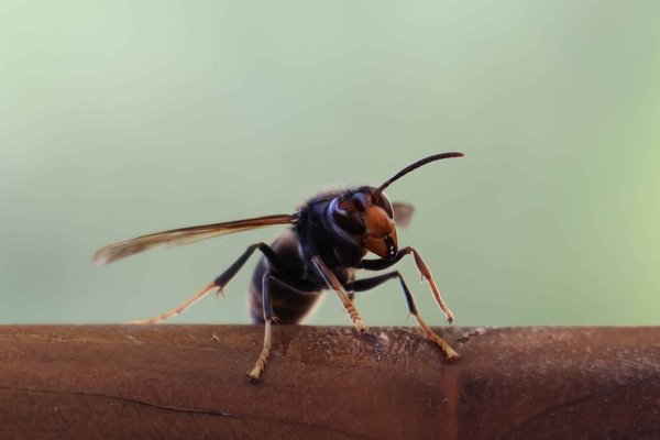 Quelles sont les erreurs à éviter en présence d’un nid de frelon ?