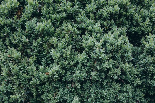 Haie artificielle : intimité et esthétique pour jardins