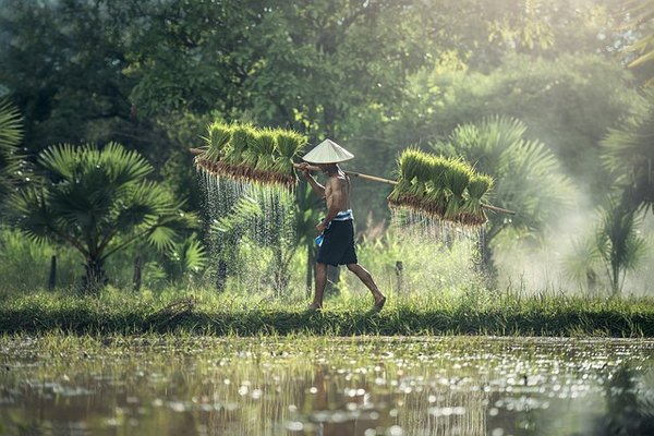 Quelles sont les différentes étapes pour cultiver le riz ?