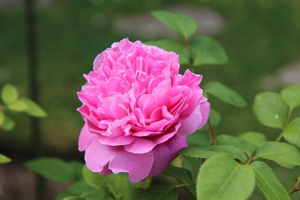 Comment faire germer des graines de rosiers avec succès ?
